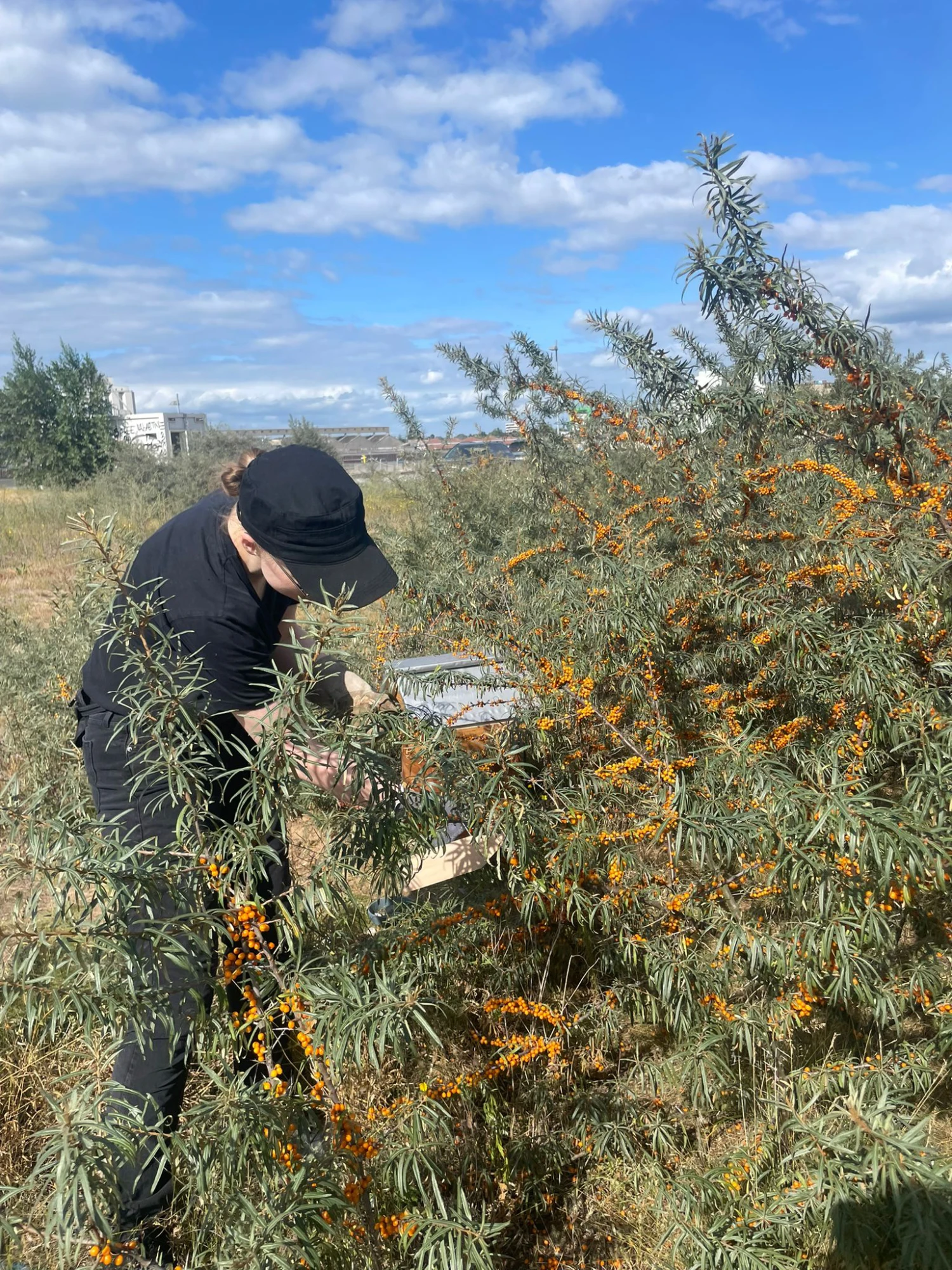 Zu sehen ist eine schwarz gekleidete Person mit Cap, die in den Sanddorn Büschen steht und Sanddorn pfückt.