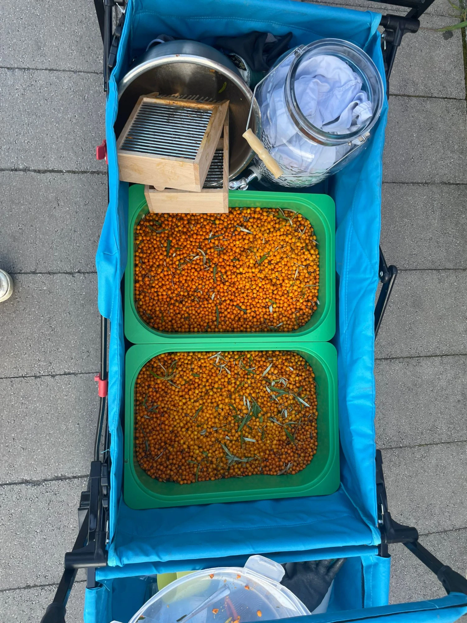 Zu sehen ist ein Bollerwagen mit Inhalt:zwei große Gefäße mit gesammelten Sanndorn ein leeres Gefäß sowie Werkzeug wie zwei Beerenpflücker.