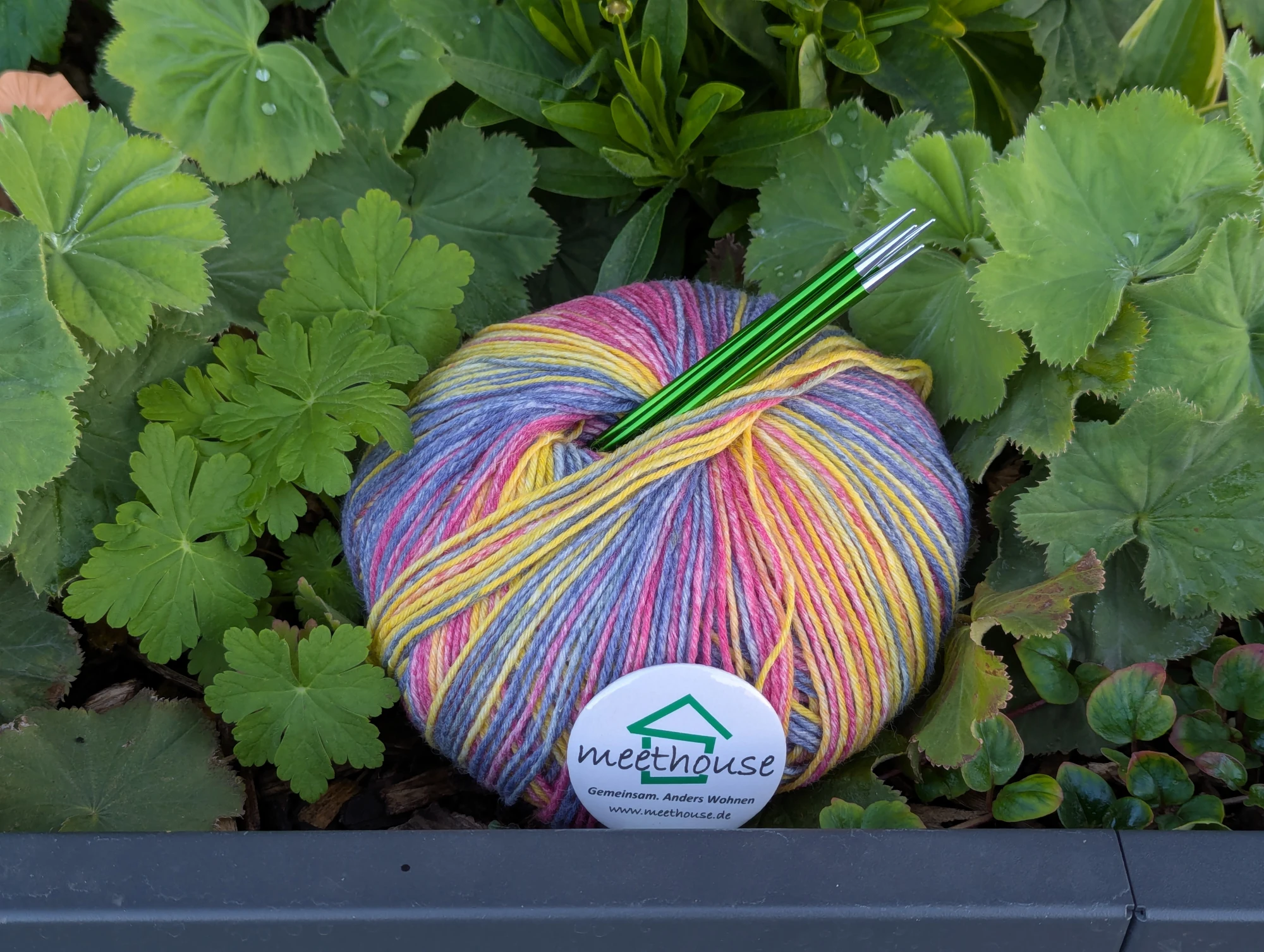 Buntes Kn&auml;uel Wolle mit gr&uuml;nen Stricknadeln liegt auf gr&uuml;nen Bl&auml;ttern