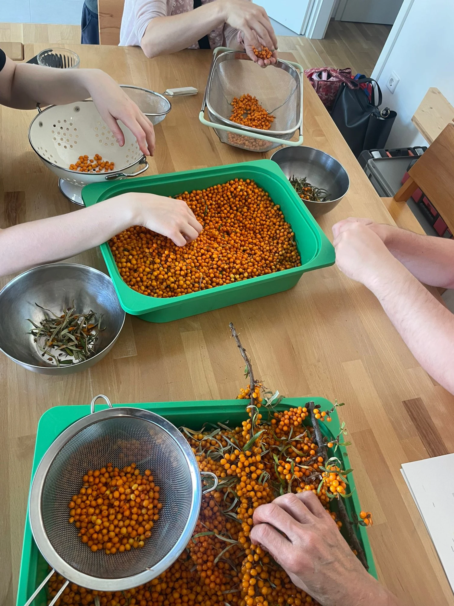 Zu sehen ist ein Tisch, auf dem Sanddorn sortiert und von den Blättern und Ästen befreit wird. Am Rand sieht man Hände, die die Arbeit vornehmen.