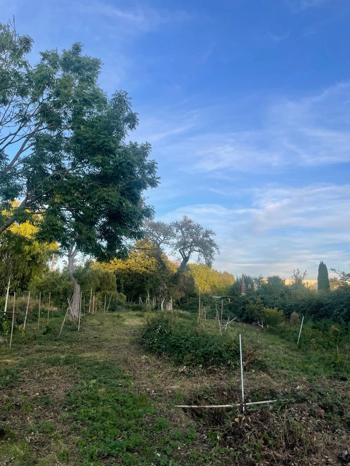Zu sehen ist der Waldgarten als Landschaft: es gibt Bodendecker, junge Sträucher und große Bäume. Im Hintergrund ist blauer Himmel zu sehen.