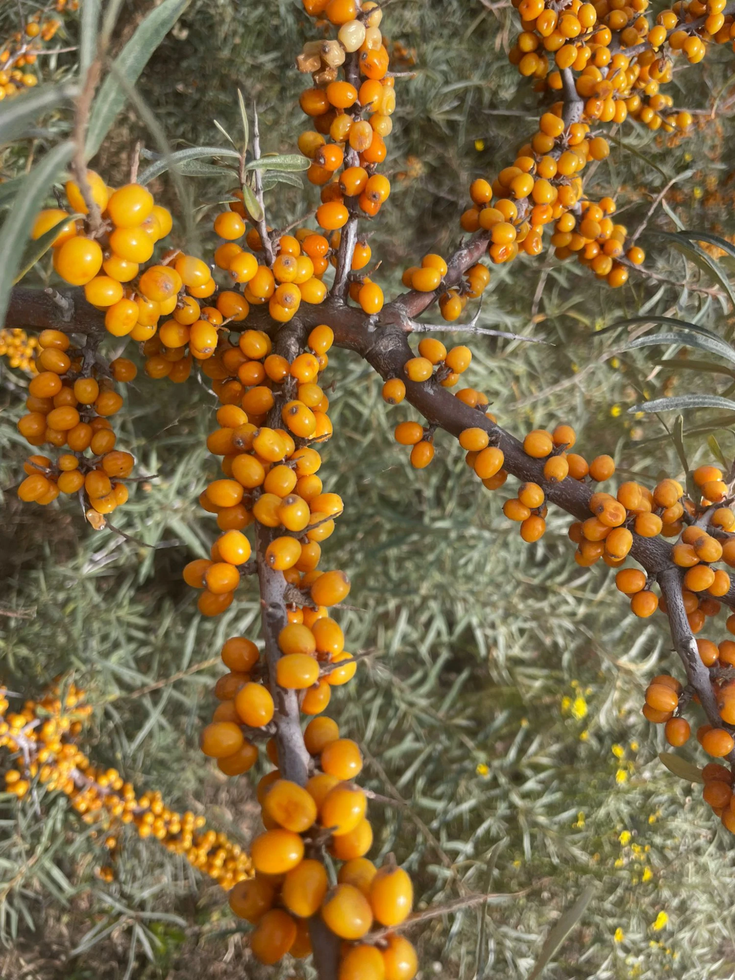Zu sehen ist Sanddorn in Nahaufnahme: kleine, orangene, Beeren, die eng aneinander an einem Ast angeordnet sind.