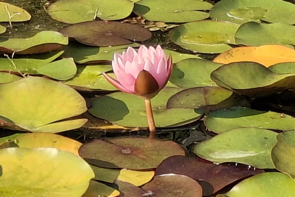 Eine einzelne rosa Seerosenbl&uuml;te steht aufrecht zwischen vielen gr&uuml;nen und braunen Seerosenbl&auml;ttern auf der Wasseroberfl&auml;che